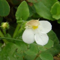 Yamazakia pusilla (Willd.) W.R.Barker, Y.S.Liang & Wannan